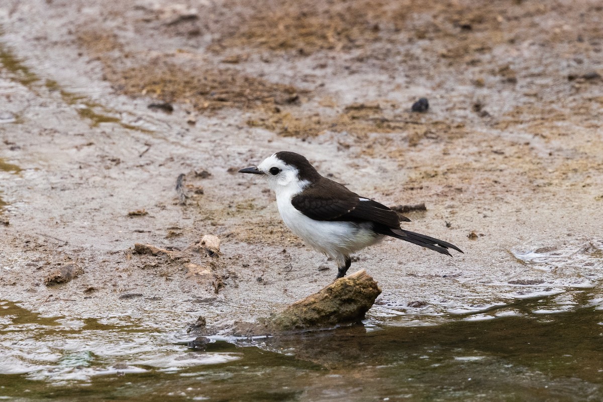 Black-backed Water-Tyrant - ML633843849