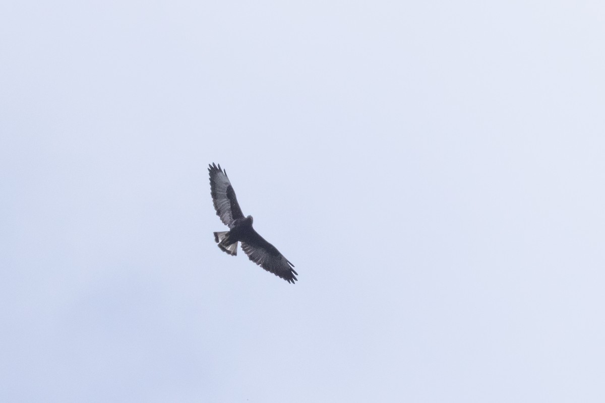 White-tailed Hawk - ML633843851