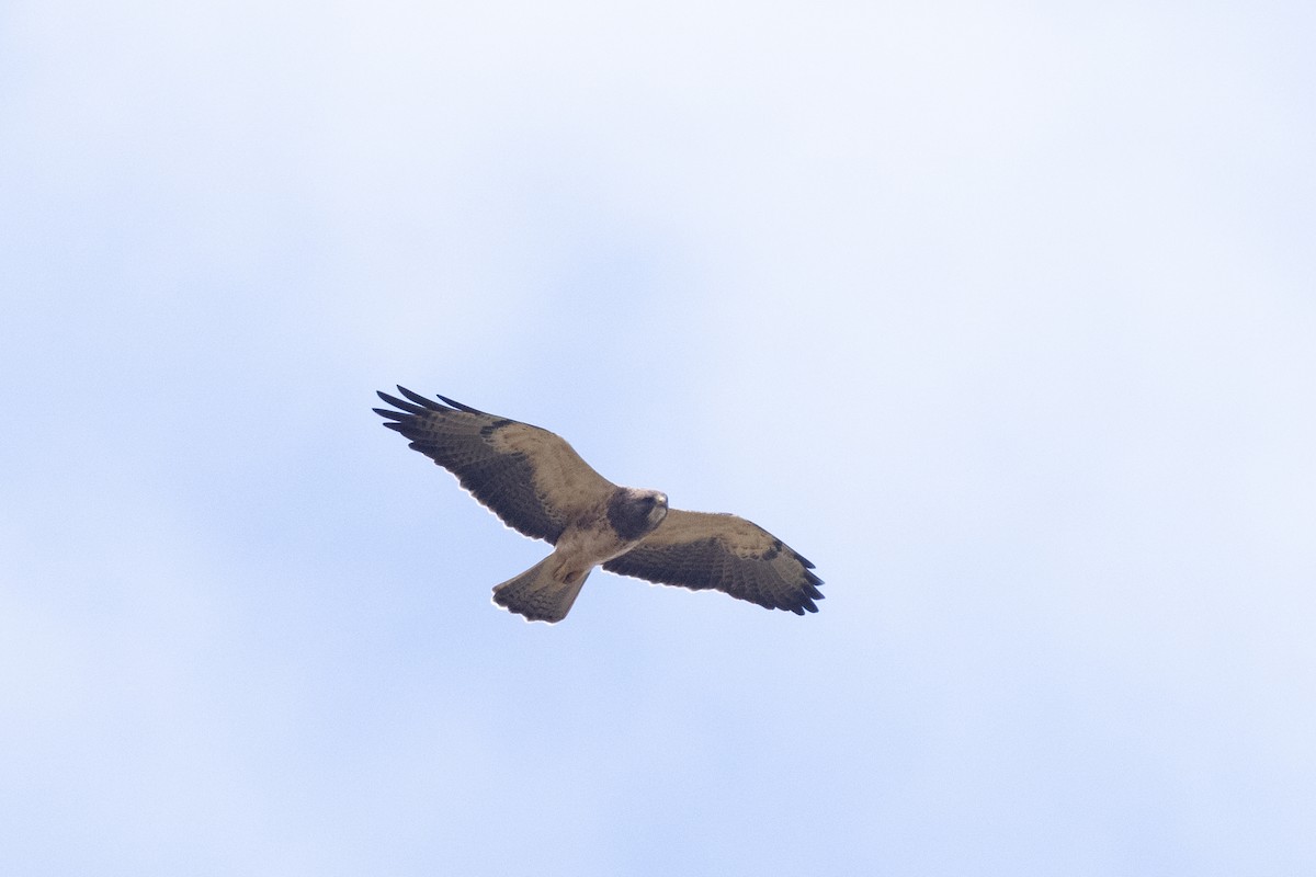 Swainson's Hawk - ML633843859