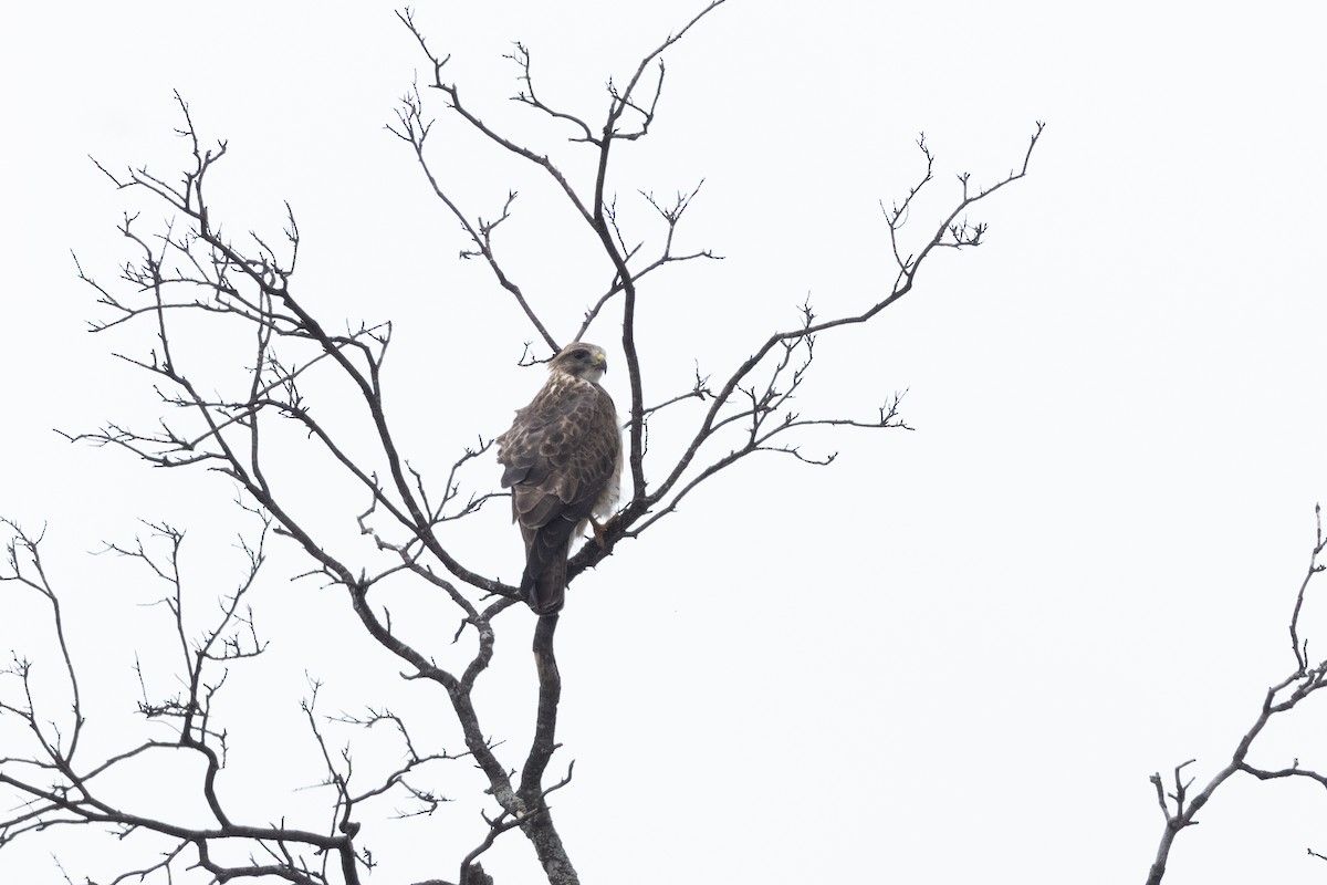 Swainson's Hawk - ML633843861