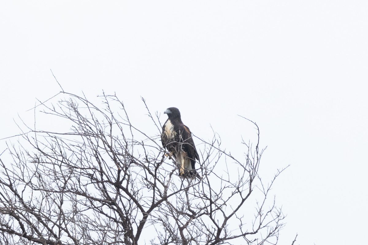 White-tailed Hawk - ML633843862