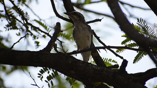 Common Woodshrike - ML633843964