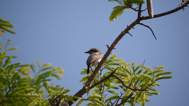 Common Woodshrike - ML633843965