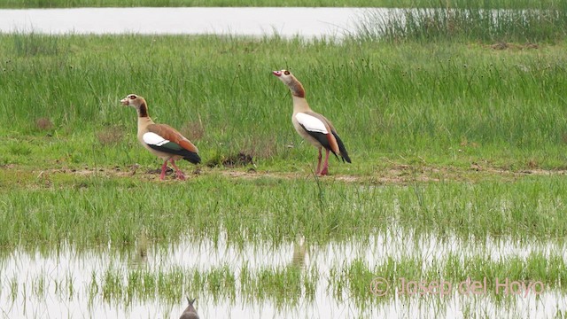 Egyptian Goose - ML633844535