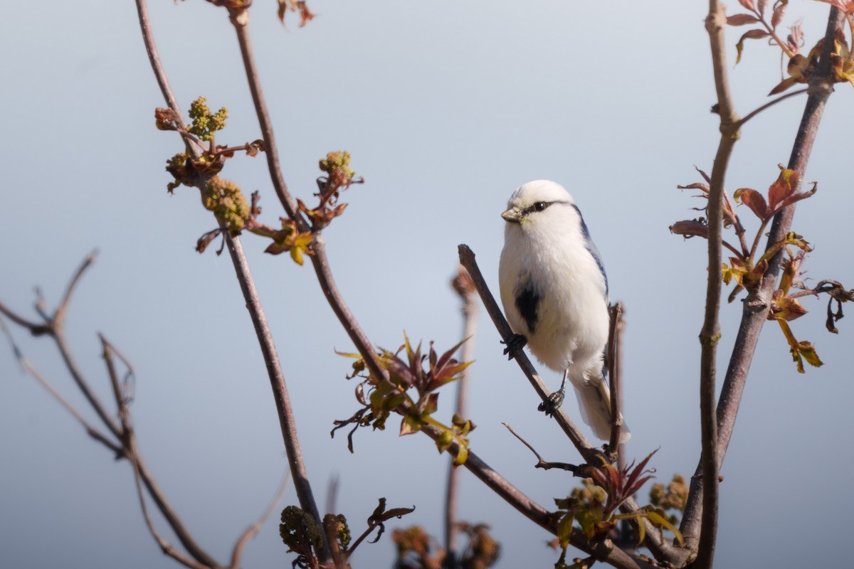 Белая лазоревка - ML633844639