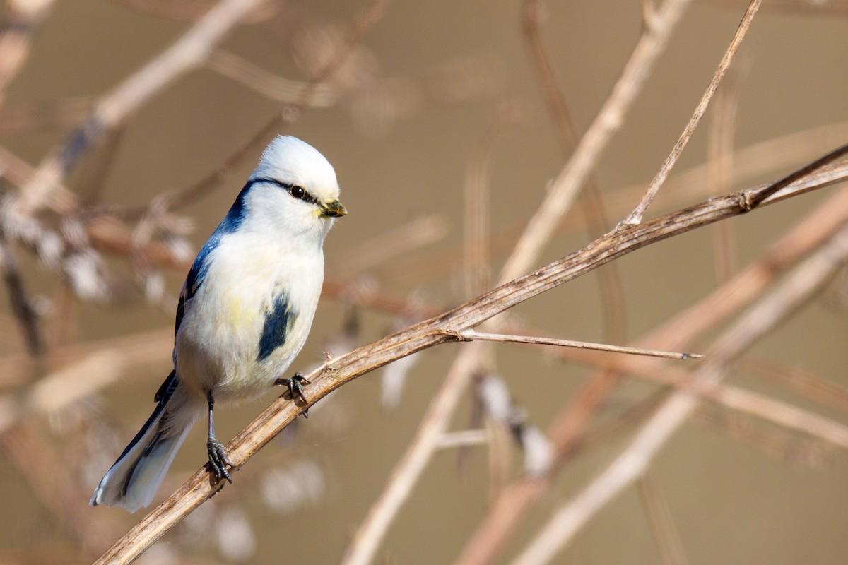 Белая лазоревка - ML633844640