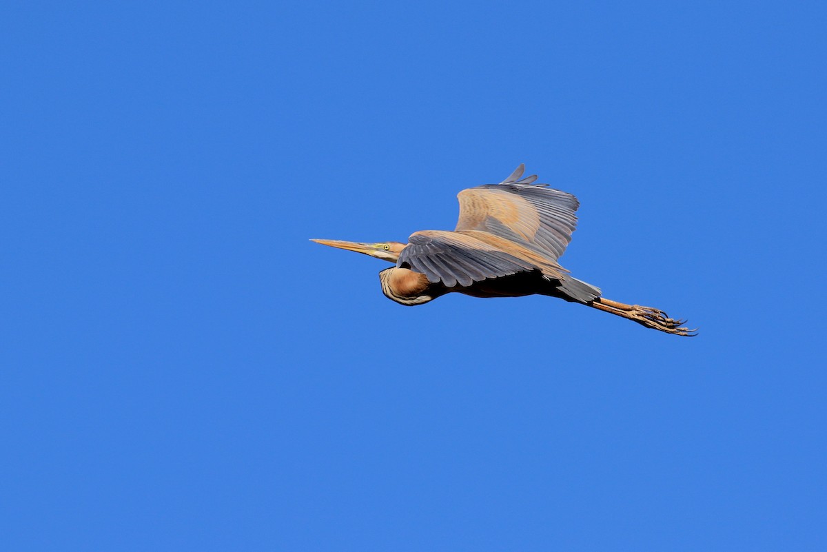 Purple Heron - ML633844719