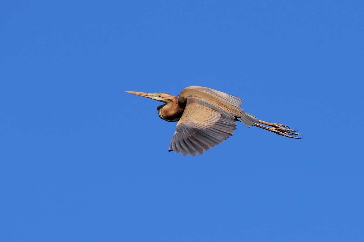Purple Heron - ML633844720