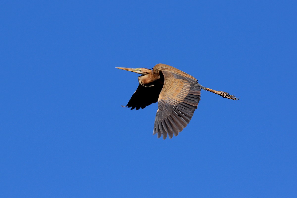 Purple Heron - ML633844721