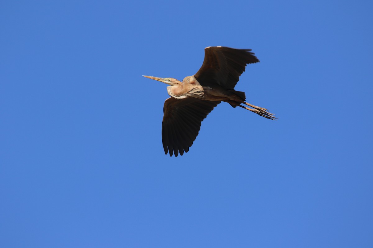 Purple Heron - ML633844722