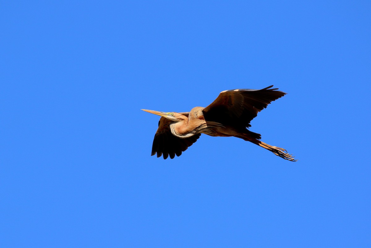Purple Heron - ML633844723