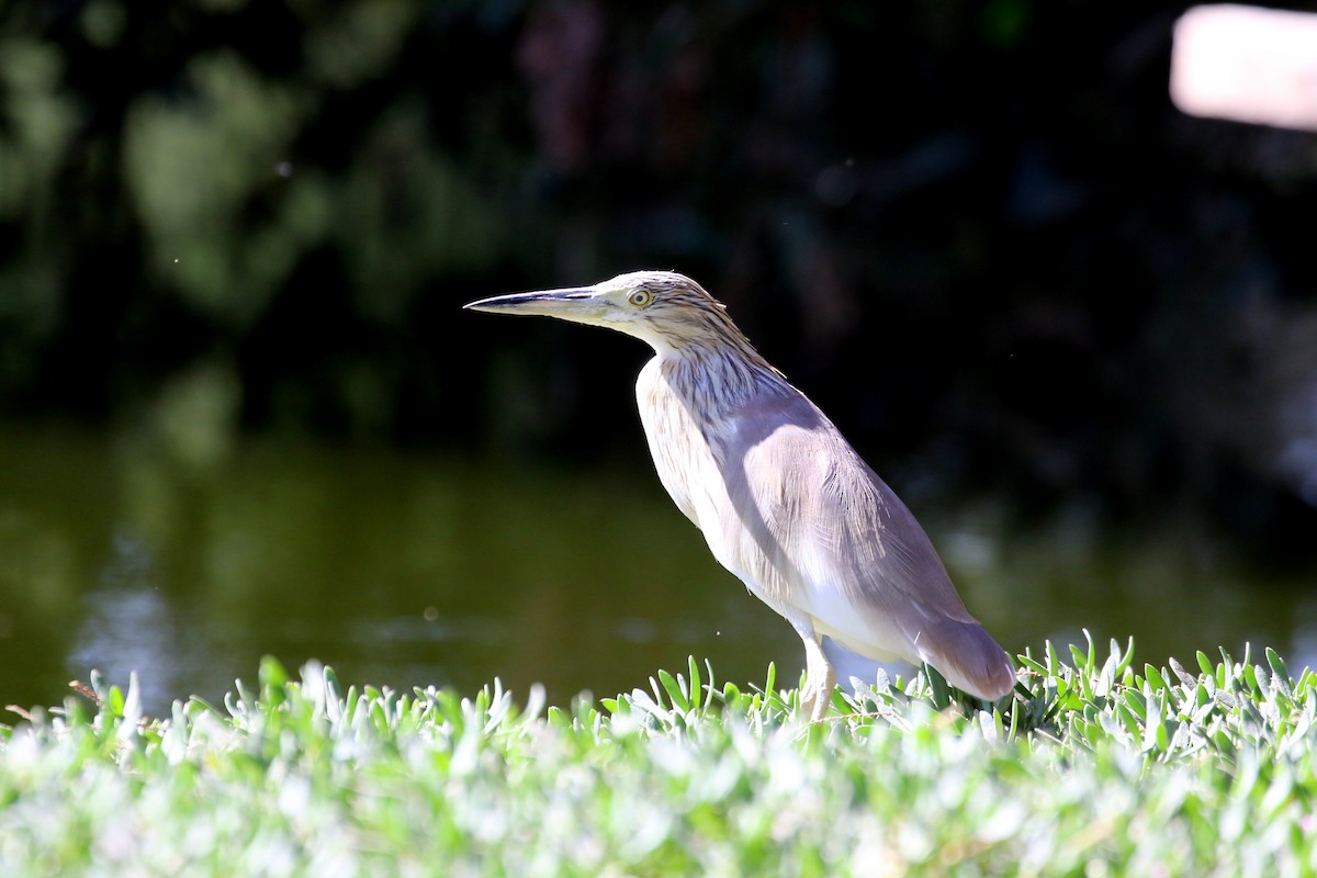 Squacco Heron - ML633844738