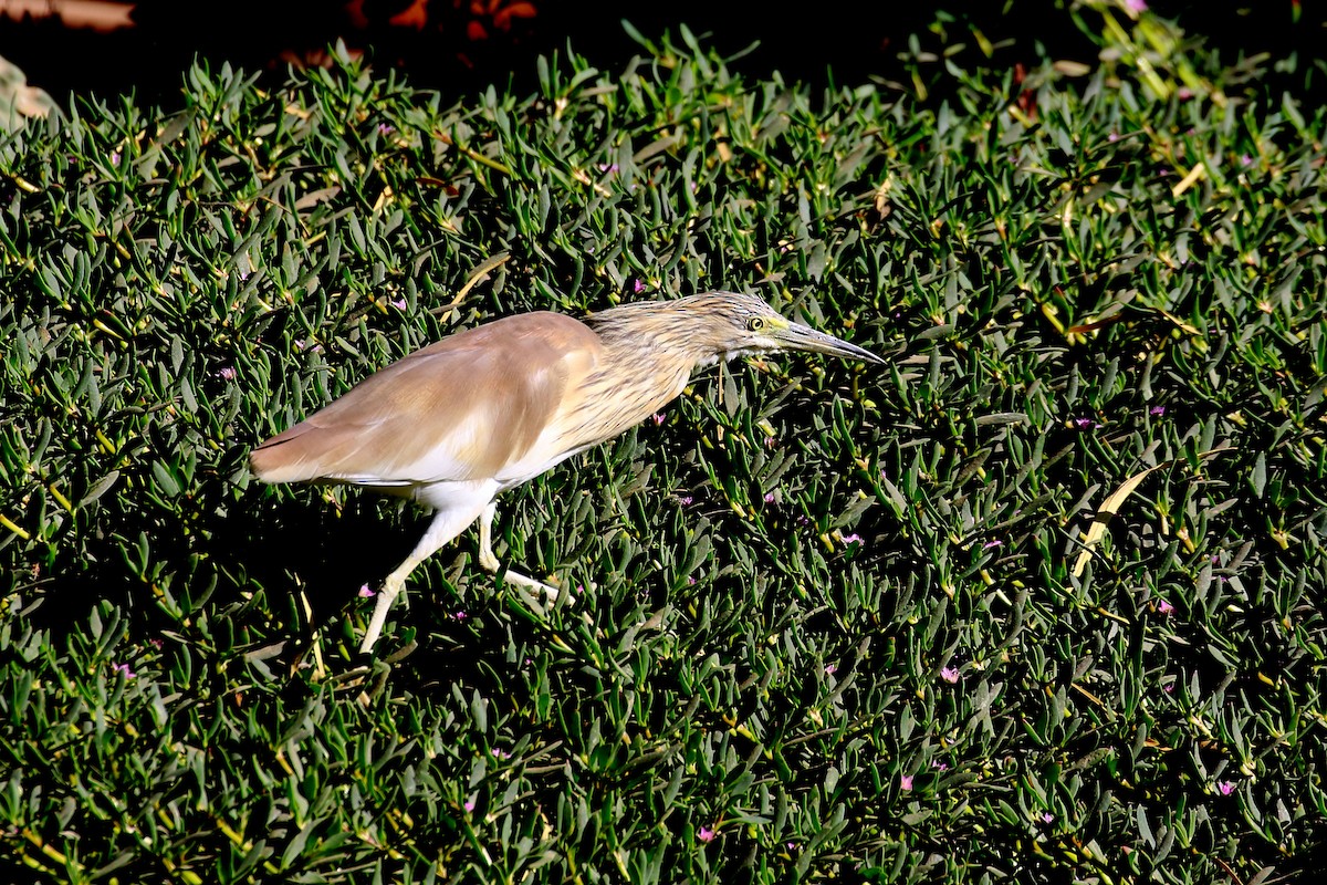 Squacco Heron - ML633844739