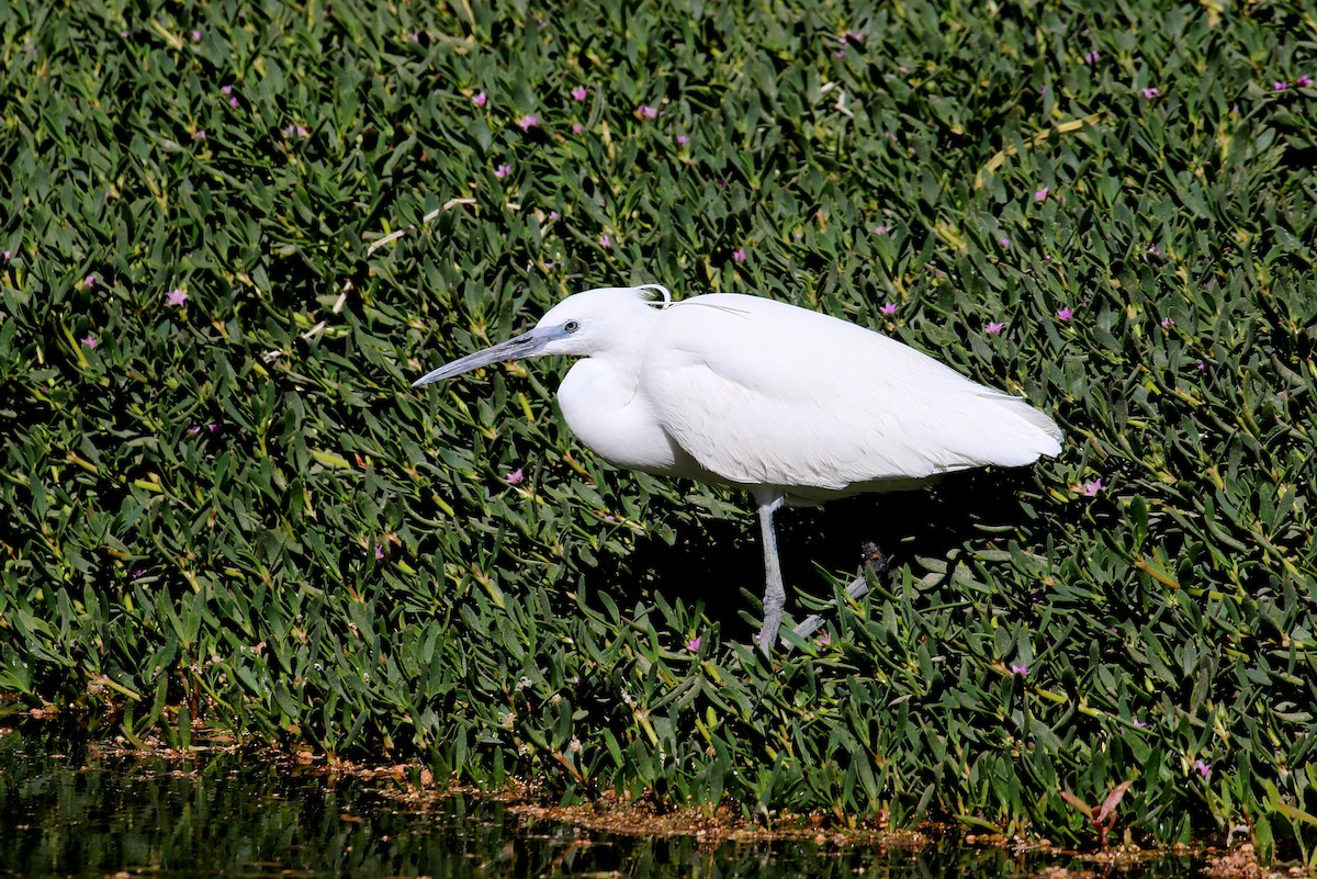 Little Egret (Western) - ML633844742
