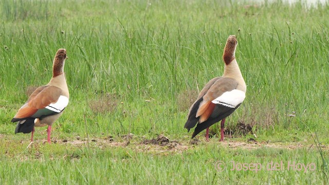 Egyptian Goose - ML633844753