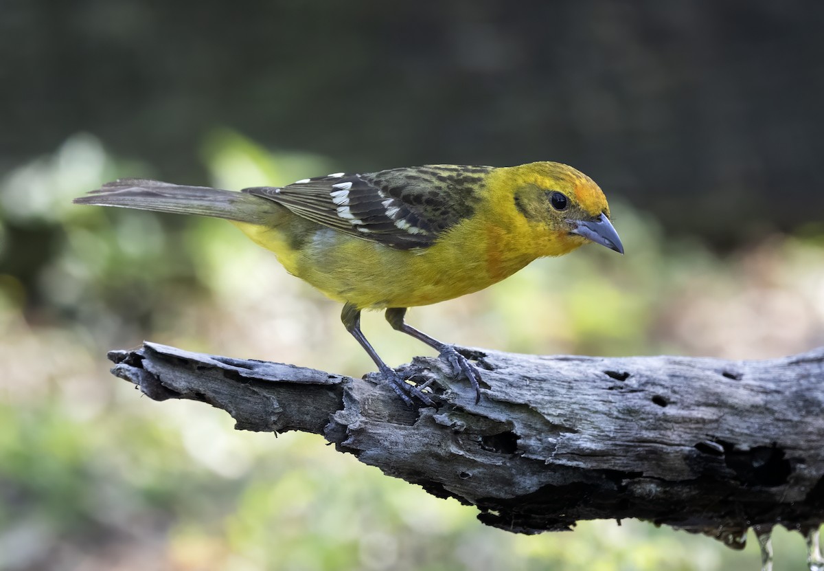 Flame-colored Tanager - ML633844780