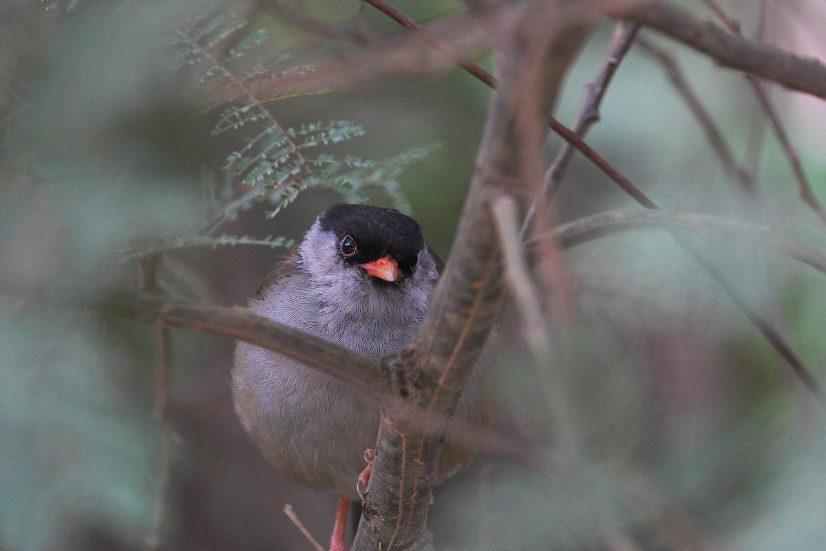 Bush Blackcap - ML633845216