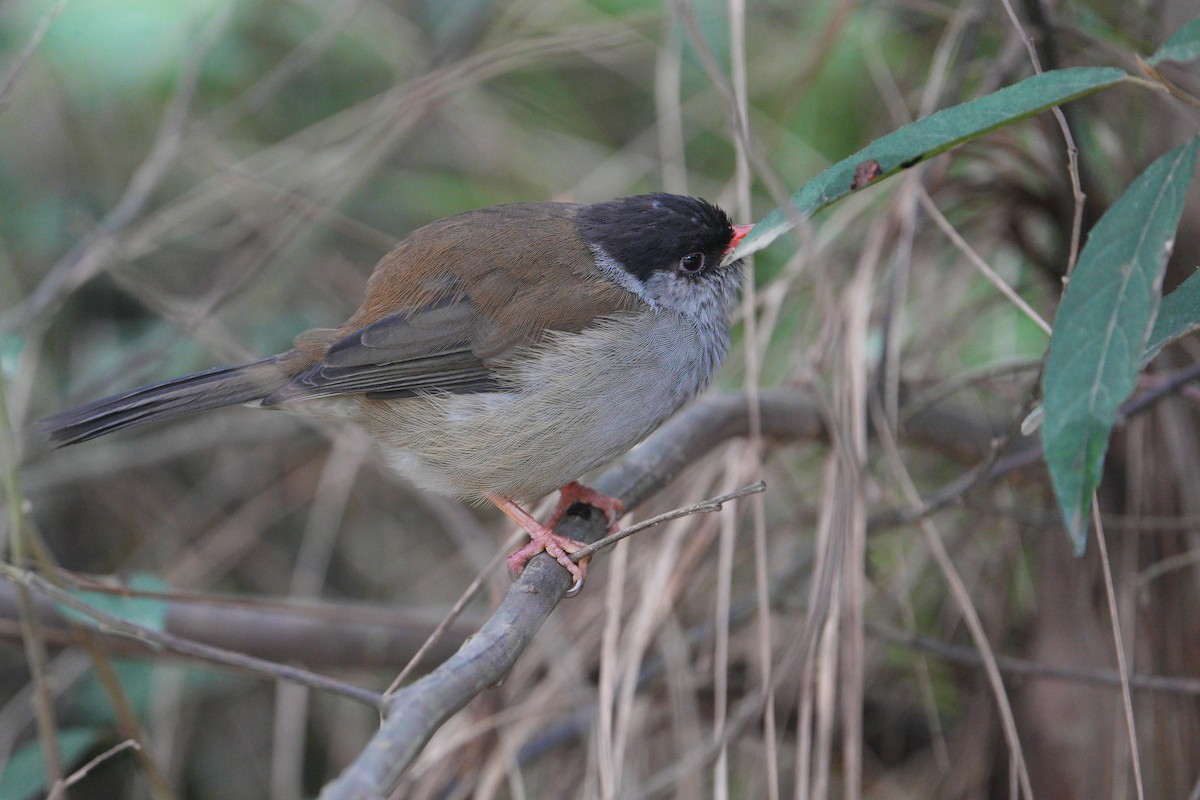 Bush Blackcap - ML633845218