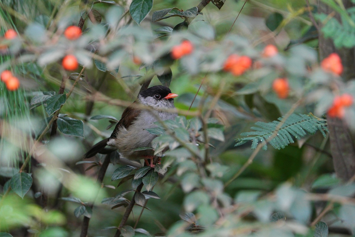 Bush Blackcap - ML633845219