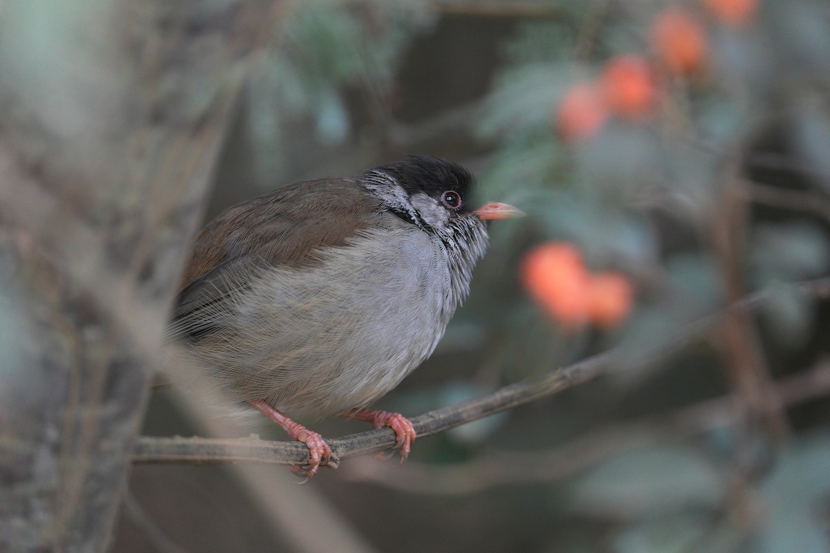 Bush Blackcap - ML633845220