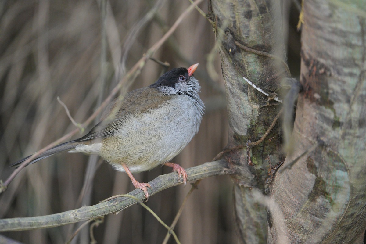 Bush Blackcap - ML633845221