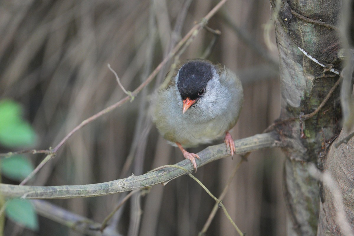 Bush Blackcap - ML633845223