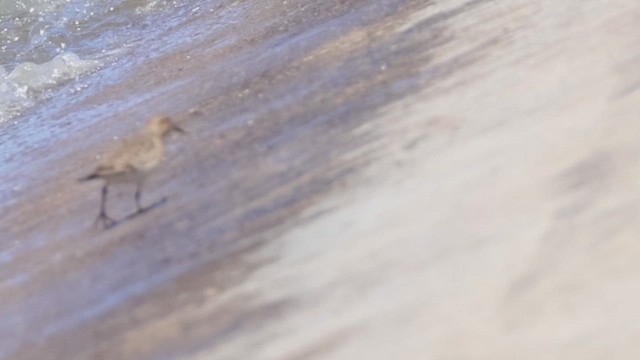 Baird's Sandpiper - ML633845272