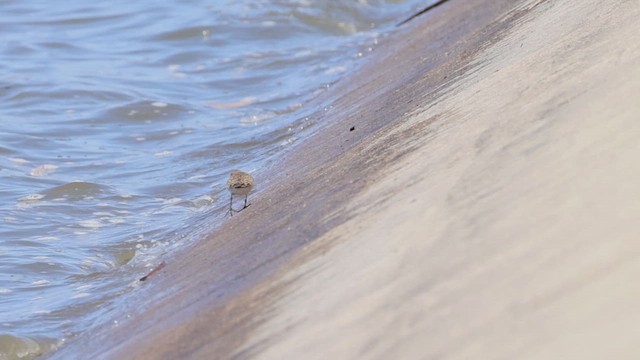 Baird's Sandpiper - ML633845368