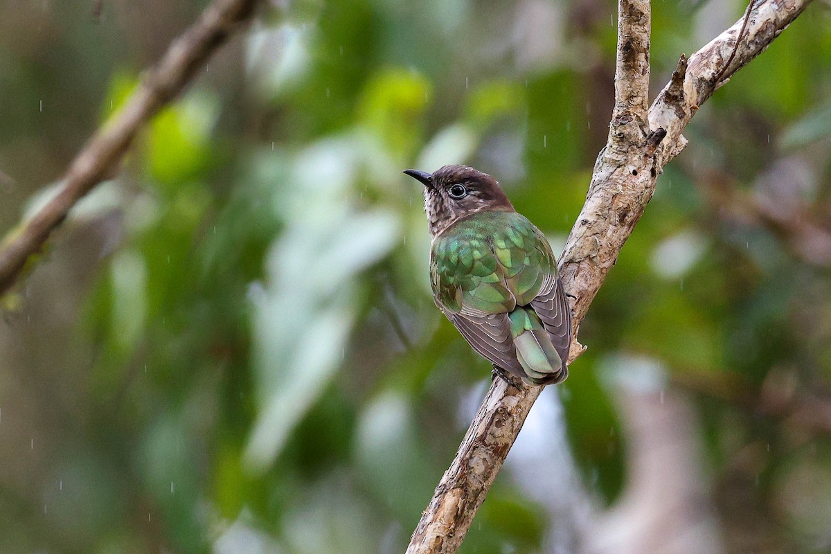 Shining Bronze-Cuckoo - ML633845421