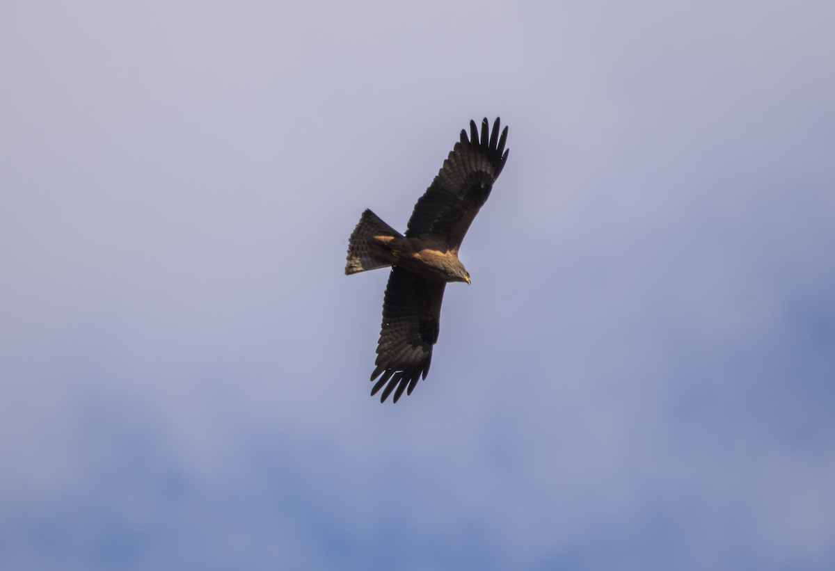 Black Kite - ML633845426