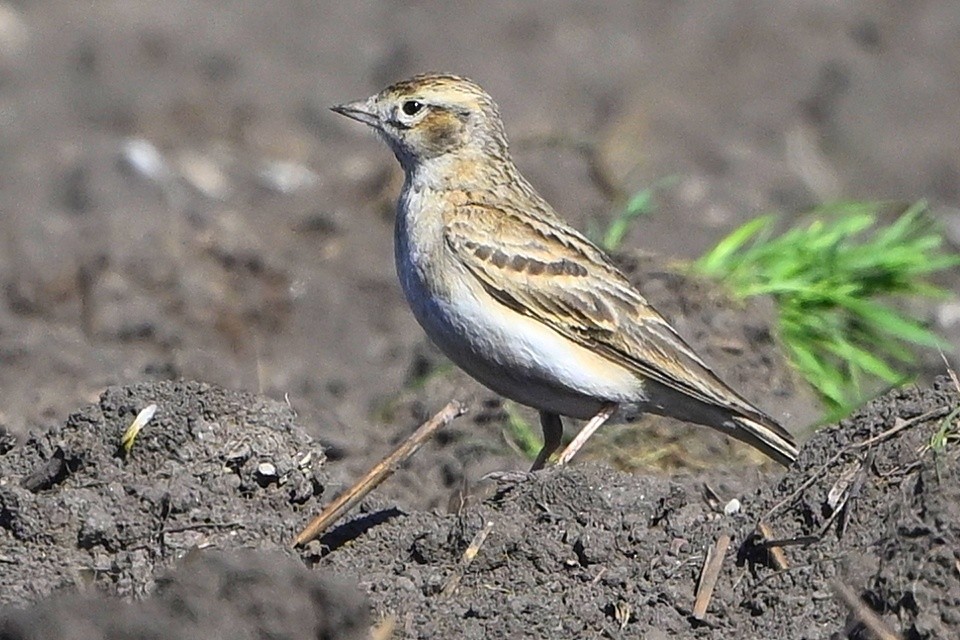 skřivánek krátkoprstý - ML633845450