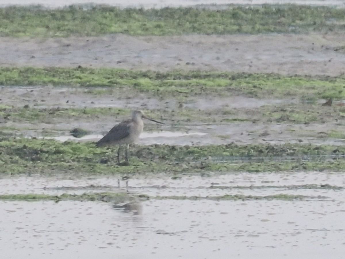 Bar-tailed Godwit - ML633845452