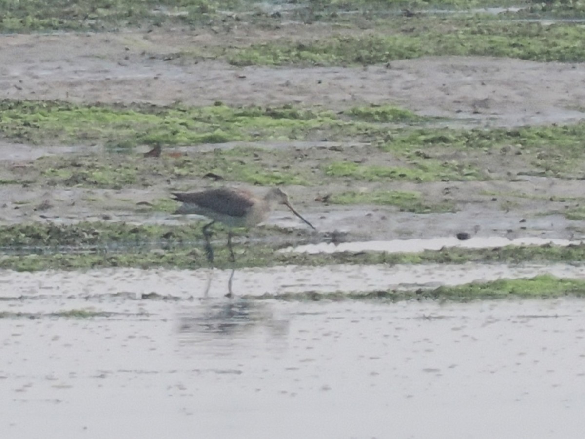 Bar-tailed Godwit - ML633845453