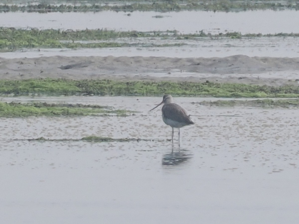 Bar-tailed Godwit - ML633845454