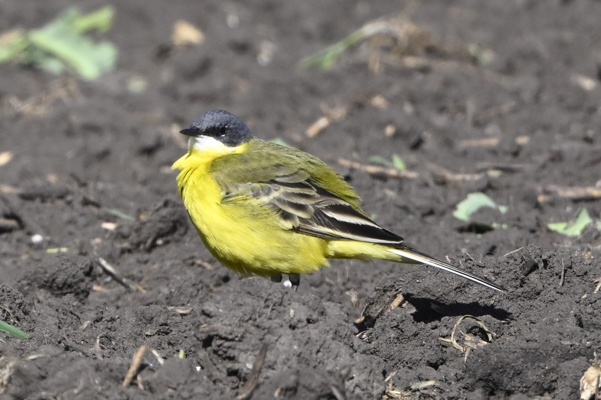 konipas luční (ssp. cinereocapilla) - ML633845457