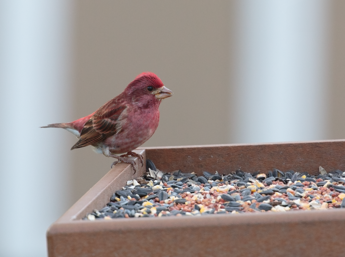Purple Finch - ML633845647