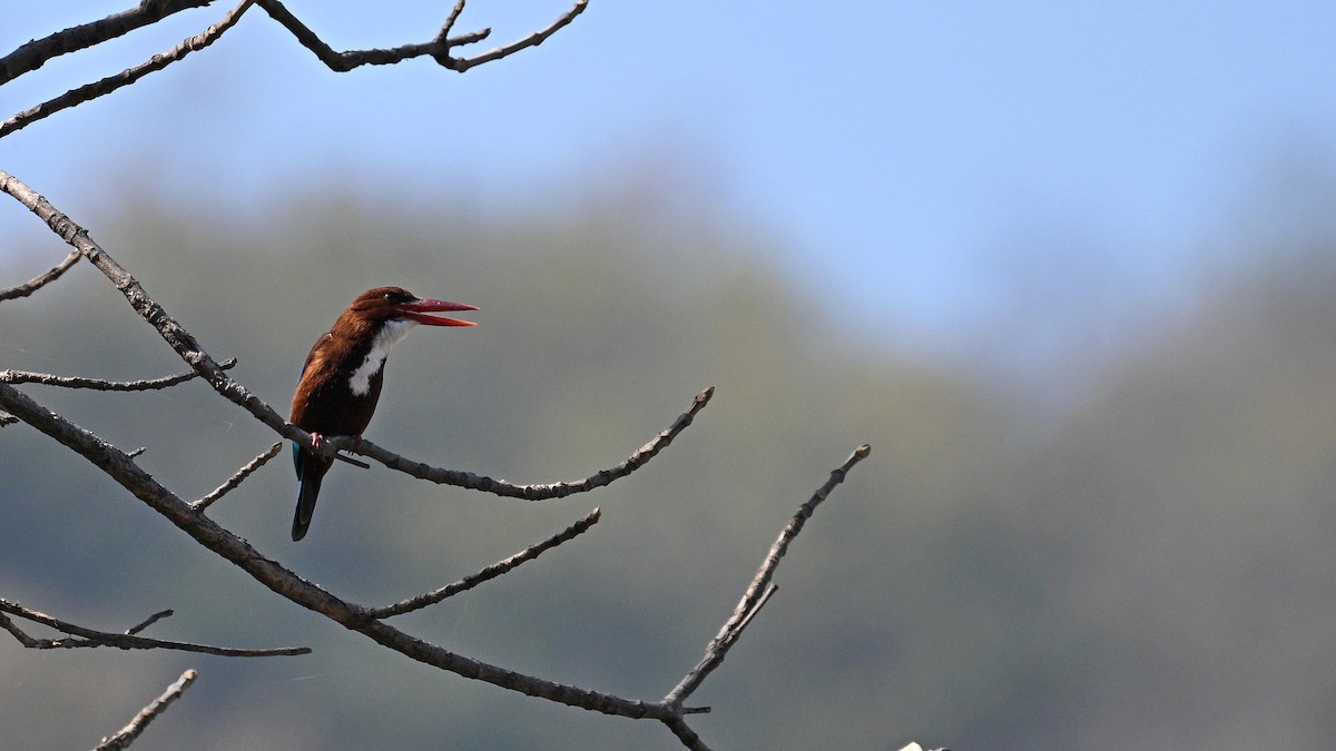 White-throated Kingfisher - ML633845711