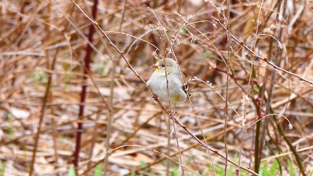 American Goldfinch - ML633846267
