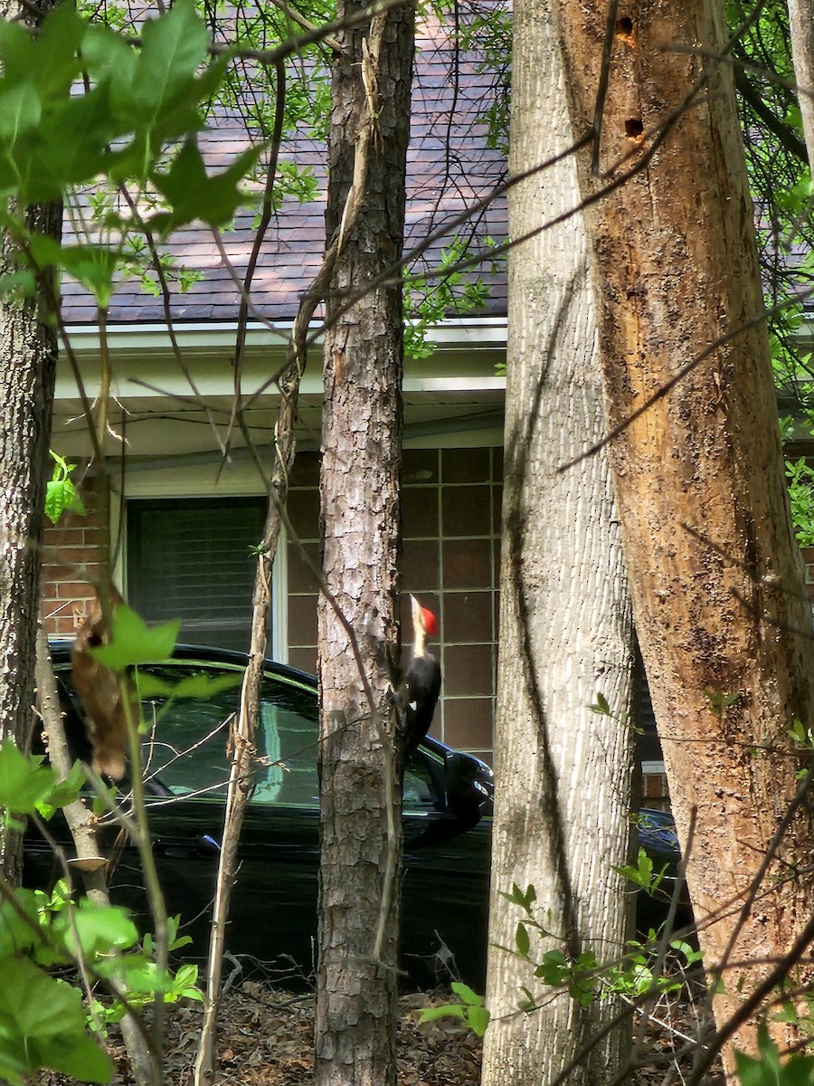 Pileated Woodpecker - ML633846335