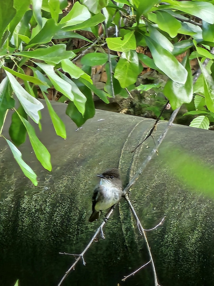 Eastern Phoebe - ML633846338