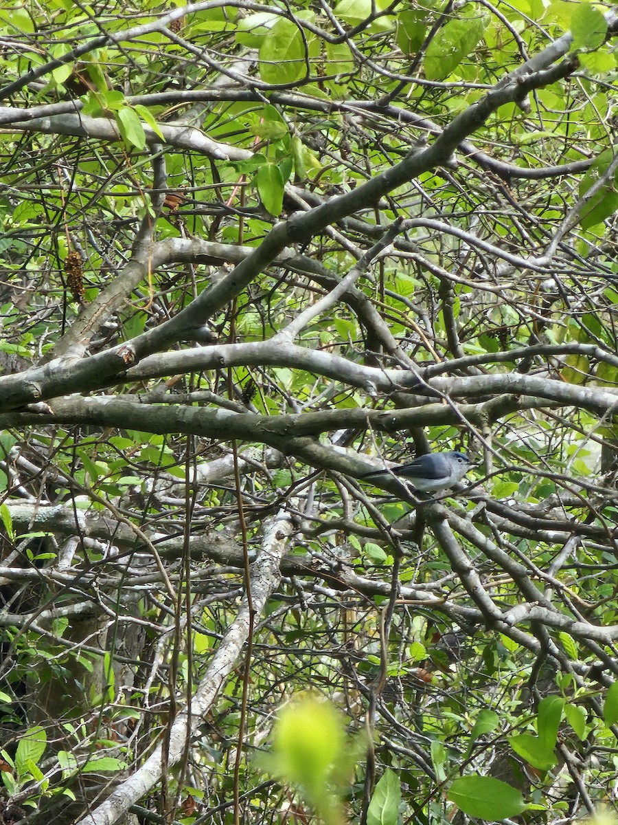 Blue-gray Gnatcatcher - ML633846345