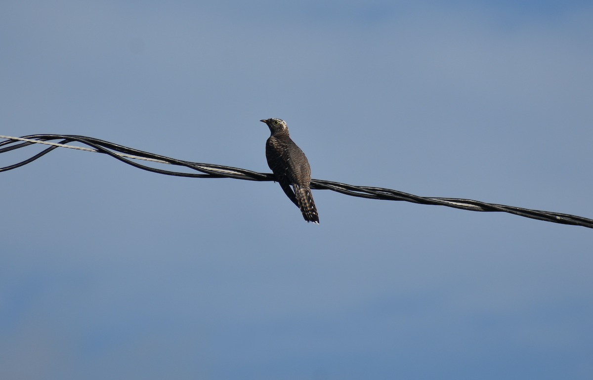 Indian Cuckoo - ML633846445