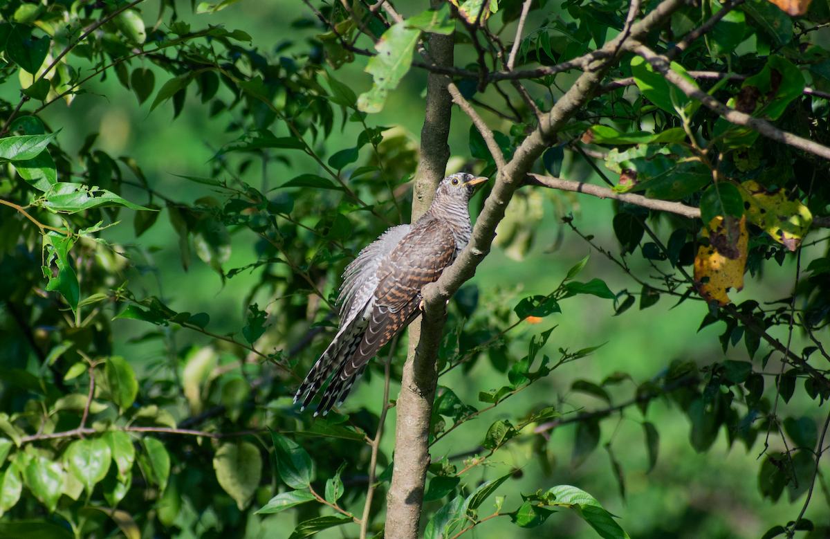 Indian Cuckoo - ML633846446