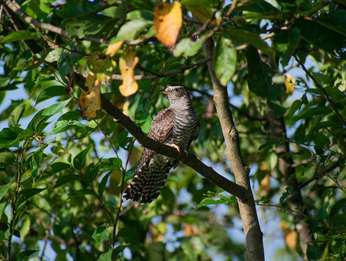 Indian Cuckoo - ML633846447