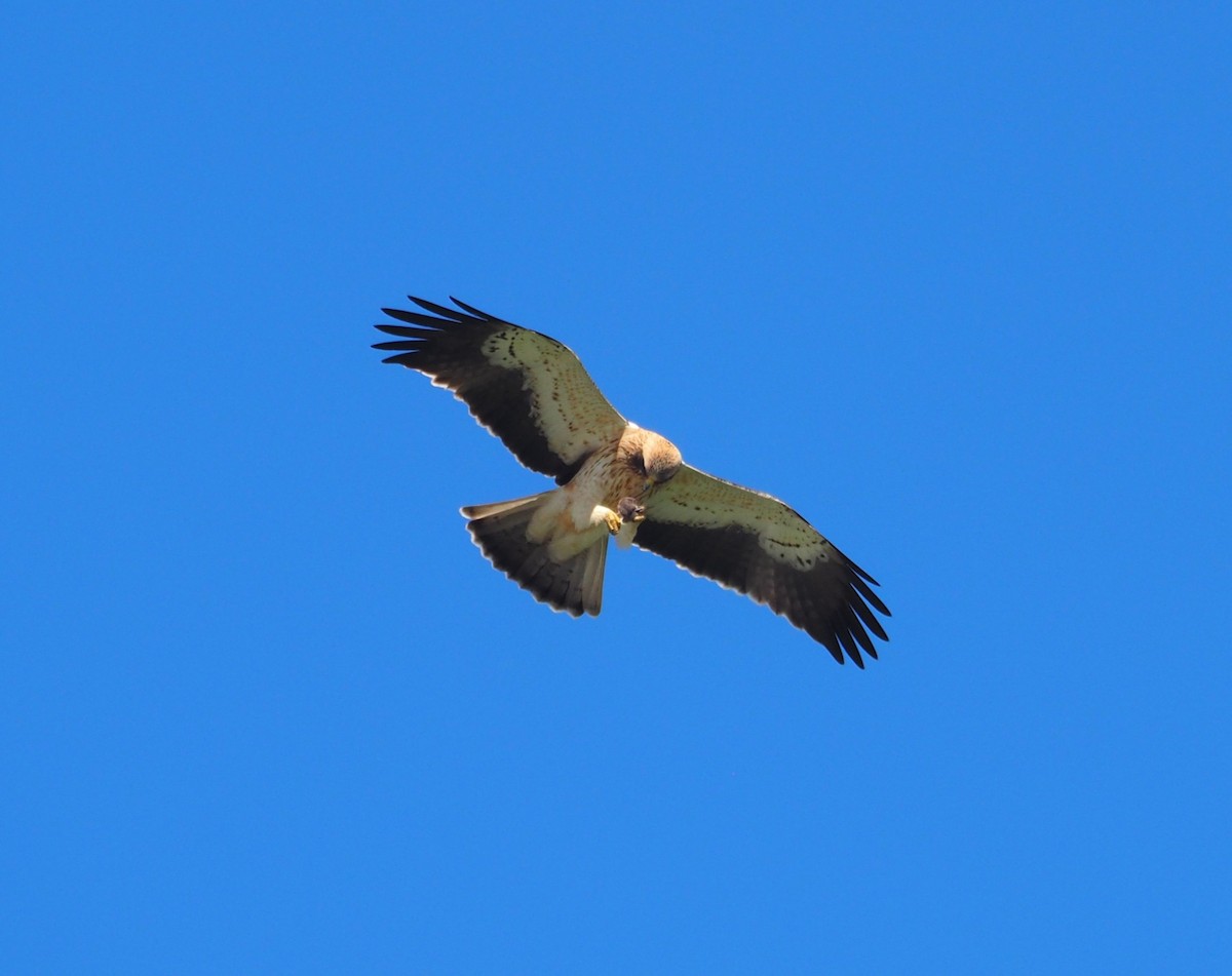 Бахим бүргэд - ML633846485
