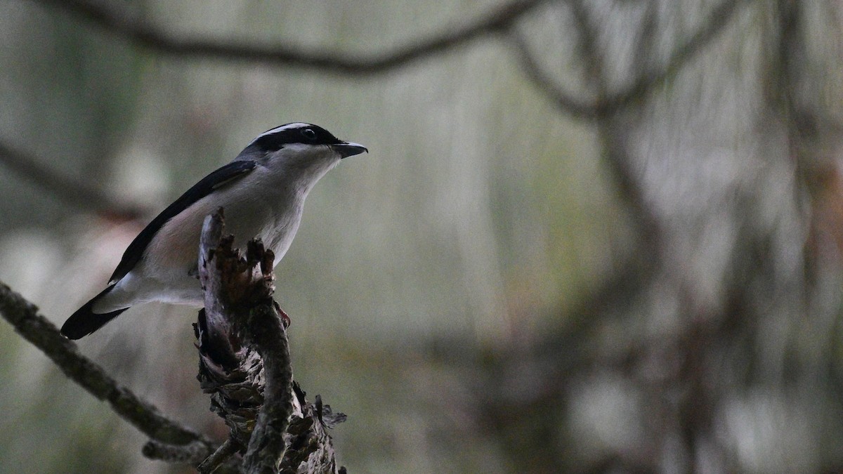 White-browed Shrike-Babbler - ML633846749