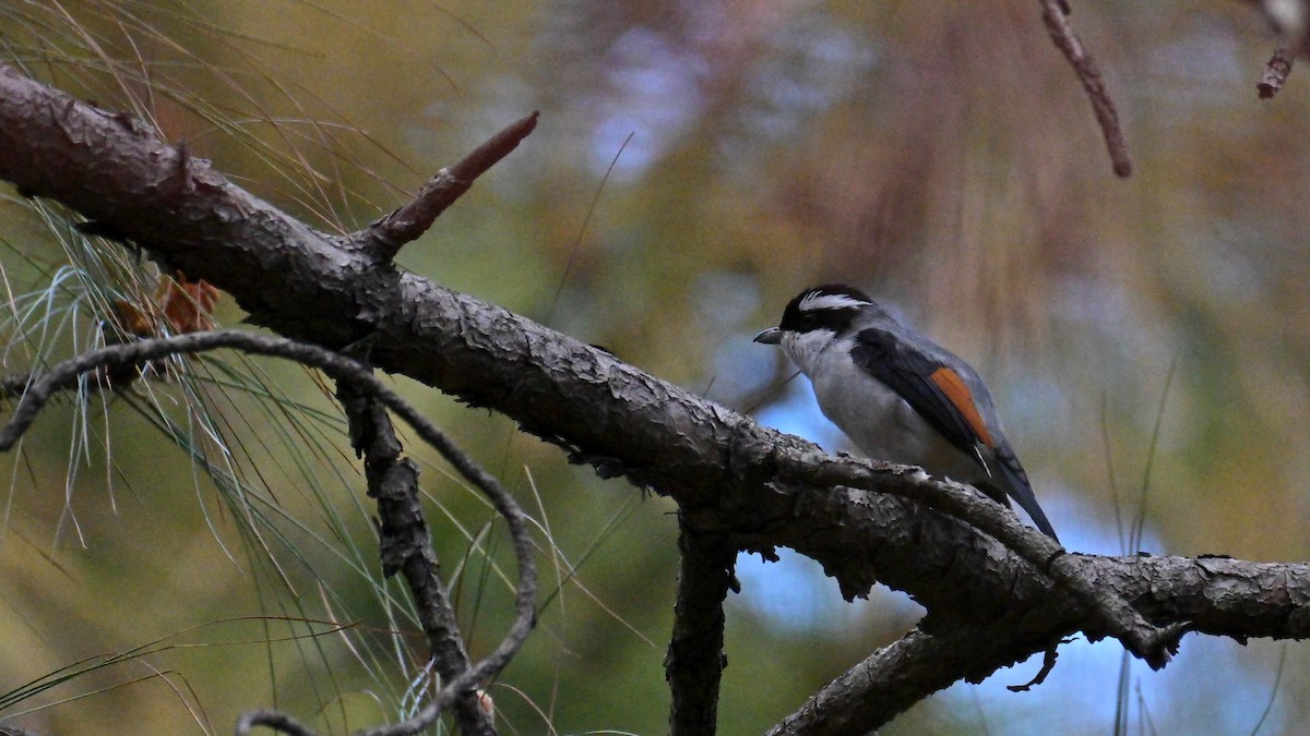 White-browed Shrike-Babbler - ML633846750