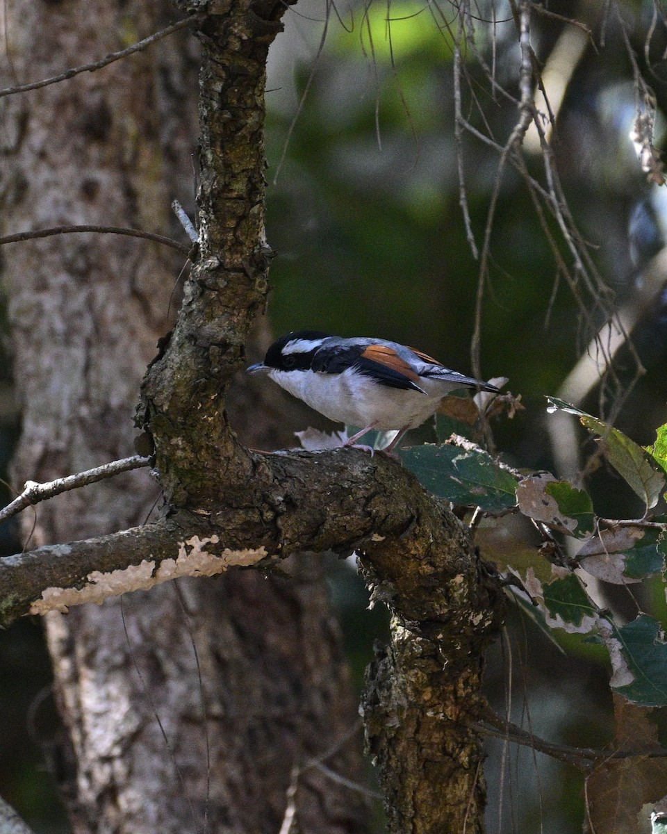 White-browed Shrike-Babbler - ML633846751