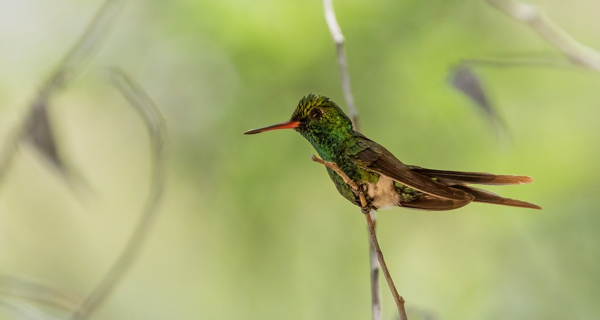 Golden-crowned Emerald - ML633846801