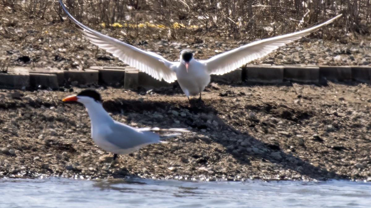 Caspian Tern - ML633846864